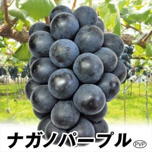 果樹苗 ブドウ ナガノパープルPVP 1株｜kokkaen