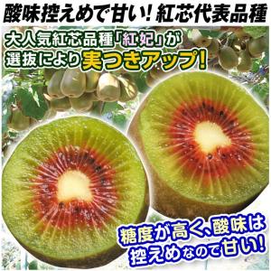 国華園 果樹苗 キウイ 選抜紅妃&早雄(紅芯用...の詳細画像1