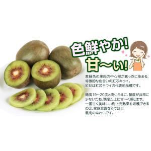 国華園 果樹苗 キウイ 選抜紅妃&早雄(紅芯用...の詳細画像2