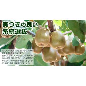 国華園 果樹苗 キウイ 選抜紅妃&早雄(紅芯用...の詳細画像3