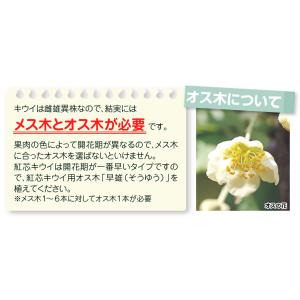 国華園 果樹苗 キウイ 選抜紅妃&早雄(紅芯用...の詳細画像4