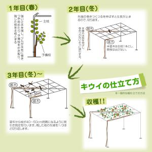 国華園 果樹苗 キウイ 選抜紅妃&早雄(紅芯用...の詳細画像5