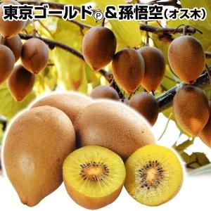 国華園 果樹苗 キウイ ゴールデンキング＆孫悟空 2種2株 : 花と緑 国