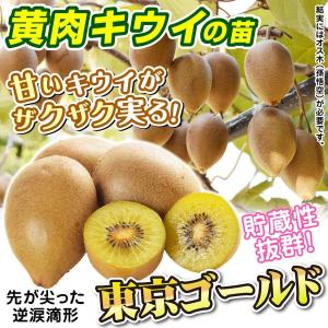 国華園 果樹苗 キウイ 東京ゴールドPVP&孫...の詳細画像1