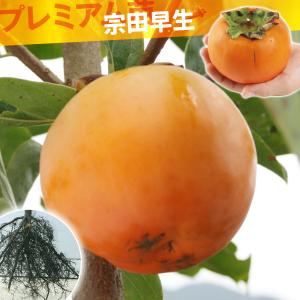国華園 果樹苗 カキ 完全甘柿 富有 プレミアム苗 1株 : 花と緑 国華園