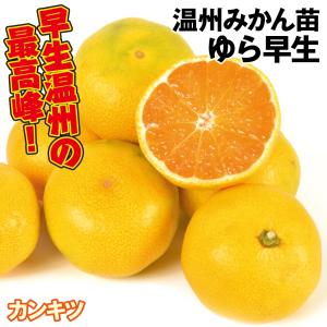 宮川早生みかん】 5年生接木苗 大苗 温州ミカン ※納期指定:発送予定