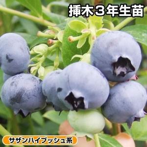 国華園 果樹苗 サザンハイブッシュ系 ブルーベリ...の商品画像