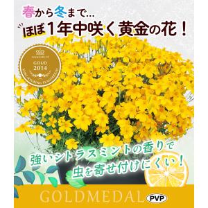 国華園 花苗 宿根マリーゴールド ゴールドメダ...の詳細画像1