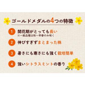 国華園 花苗 宿根マリーゴールド ゴールドメダ...の詳細画像2