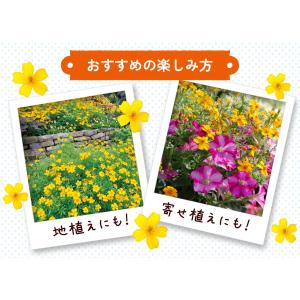国華園 花苗 宿根マリーゴールド ゴールドメダ...の詳細画像3