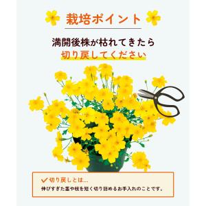 国華園 花苗 宿根マリーゴールド ゴールドメダ...の詳細画像4