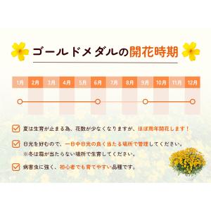 国華園 花苗 宿根マリーゴールド ゴールドメダ...の詳細画像5