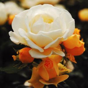 バラ苗のランキングtop100 人気売れ筋ランキング Yahoo ショッピング