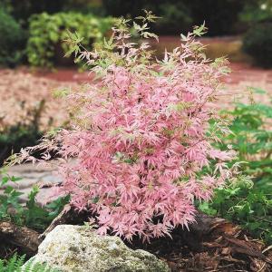 花木苗 もみじ テイラー 1株｜花と緑 国華園