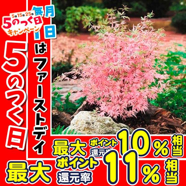 もみじ 苗 苗木 テイラー 1株 / 紅葉 矮性 モミジの苗木 庭木 植木 花木苗