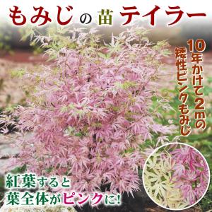 国華園 もみじ苗 テイラー 1株 接木1年生1...の詳細画像1