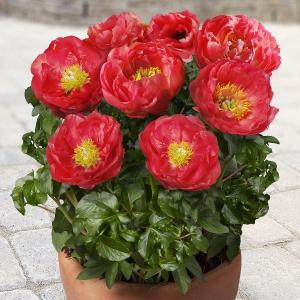 芍薬 鉢植えの商品一覧 通販 Yahoo ショッピング