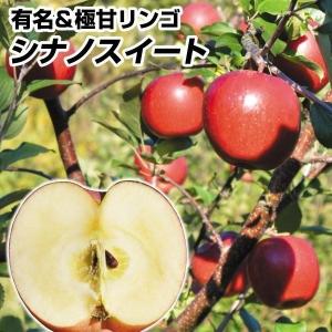 大株リンゴ 大株アルプス乙女 1株 送料込み 果樹苗 国華園 : 花と緑 国