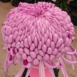 武徳産ホテイアツモリソウ 花1芽株 : 岩崎園芸ネットストア Yahoo店