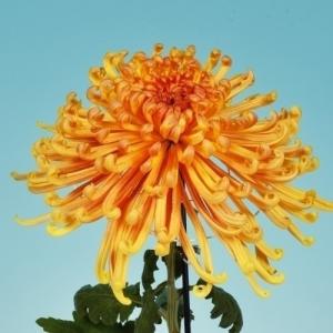 国華園 菊苗 福助・厚物苗セット 5種5芽 : 花と緑 国華園 - 通販