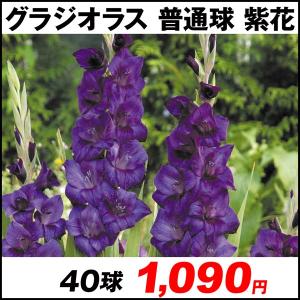 紫 球根 花 花 ガーデニング の商品一覧 通販 Yahoo ショッピング