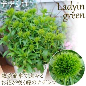 花苗 ナデシコ レディイングリーン 2株の詳細画像1