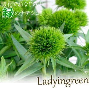 花苗 ナデシコ レディイングリーン 2株の詳細画像2