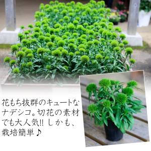花苗 ナデシコ レディイングリーン 2株の詳細画像3