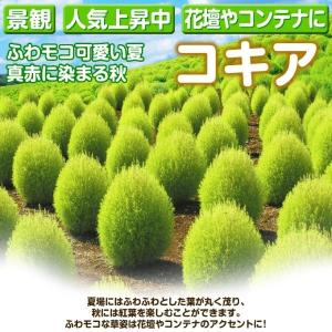 国華園 ケース花苗 コキア1ケース(24株)の詳細画像1