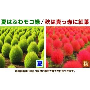 ケース花苗 コキア2ケース(48株)の詳細画像2