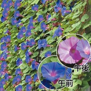 宿根朝顔の商品一覧 通販 Yahoo ショッピング