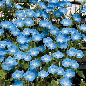 あさがお 苗 苗 の商品一覧 花 ガーデニング 通販 Yahoo ショッピング