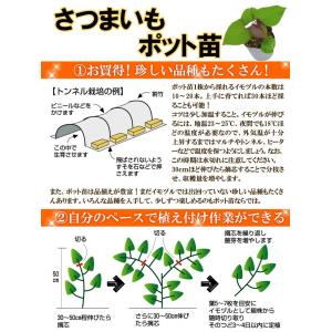 さつまいもポット苗 隼人いもポット苗 2株 /...の詳細画像1
