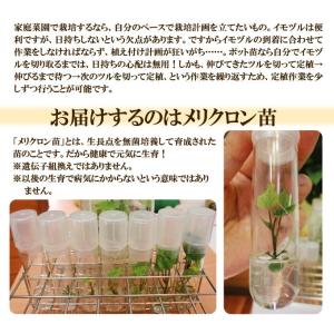 さつまいもポット苗 隼人いもポット苗 2株 /...の詳細画像2