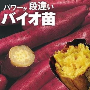 kazu様350本5月下旬発送分茨城県産紅はるかさつまいも苗ウイルスフリーバイオ バイオ(ウイルスフリー)苗 紅はるか PVP登録品種 べにはるか