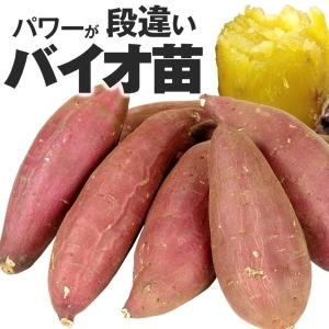 バイオ(ウイルスフリー)苗 紅はるか PVP登録品種 べにはるか