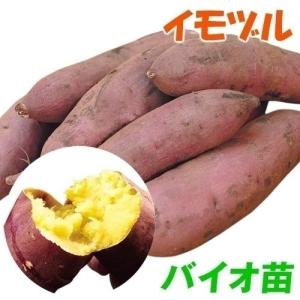 バイオ(ウイルスフリー)苗 紅はるか PVP登録品種 べにはるか