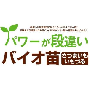 イモヅル 芋づる バイオ苗 ハロウィンスウィー...の詳細画像1