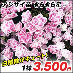 あじさい 紫陽花 アジサイ きらきら星の商品一覧 通販 Yahoo ショッピング