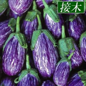 丸ナス 苗 接木カプリス 2株 なすの苗 なすび 茄子 接木野菜苗