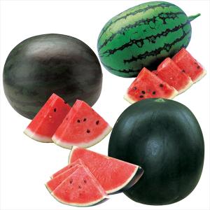 スイカ苗 販売の商品一覧 通販 Yahoo ショッピング