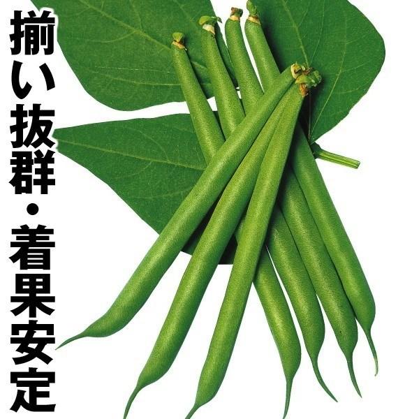 インゲン 種 野菜たね つるあり良品菜豆 1袋（20ml） マメ 豆 菜豆 やさいたね 国華園 こっ...