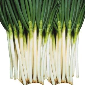 種 野菜たね ネギ 強健一本太葱 1袋（6ml） 葱 やさいの種 国華園