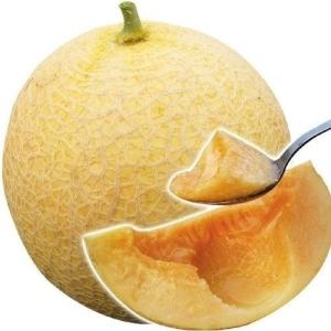 種 野菜たね メロン F1サンライズ 1袋（4粒） やさいの種 国華園