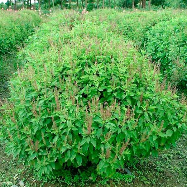 種 野菜たね ハーブ ホーリーバジル 1袋（0.5ml） やさいの種 国華園