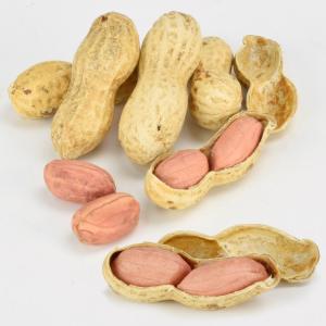 種 野菜たね 落花生 QなっつPVP（千葉Ｐ114号）（R） 1袋（25ml） ラッカセイ ピーナッツ やさいの種 国華園