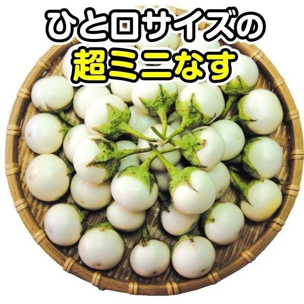 ナス 種 野菜たね つぶしろなす 1袋（0.5ml） 茄子 なすび やさいたね 国華園 こっかえん