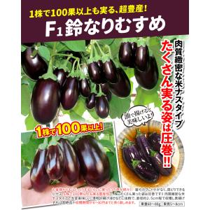 種 野菜たね ナス F1鈴なりむすめ 1袋(1...の詳細画像1