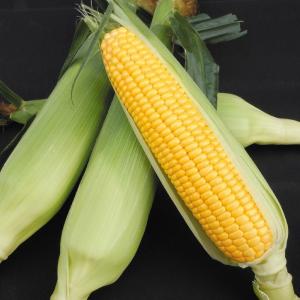 種 野菜たね トウモロコシ F1極早生ごく甘コーン 1袋（30ml） コーン やさいの種 国華園
