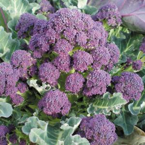 花と緑 国華園 ブロッコリー カリフラワー 野菜たね Yahoo ショッピング